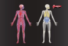 10 Best Topics on Human Body (Part 1)