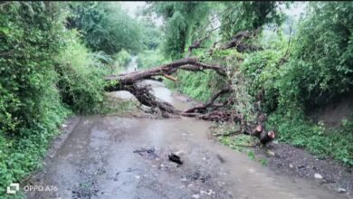 देसुरी उपखंड क्षेत्र के नारलाई से शोभावास रोड पर पेड़ गिरने की वजह से रास्ता बंद