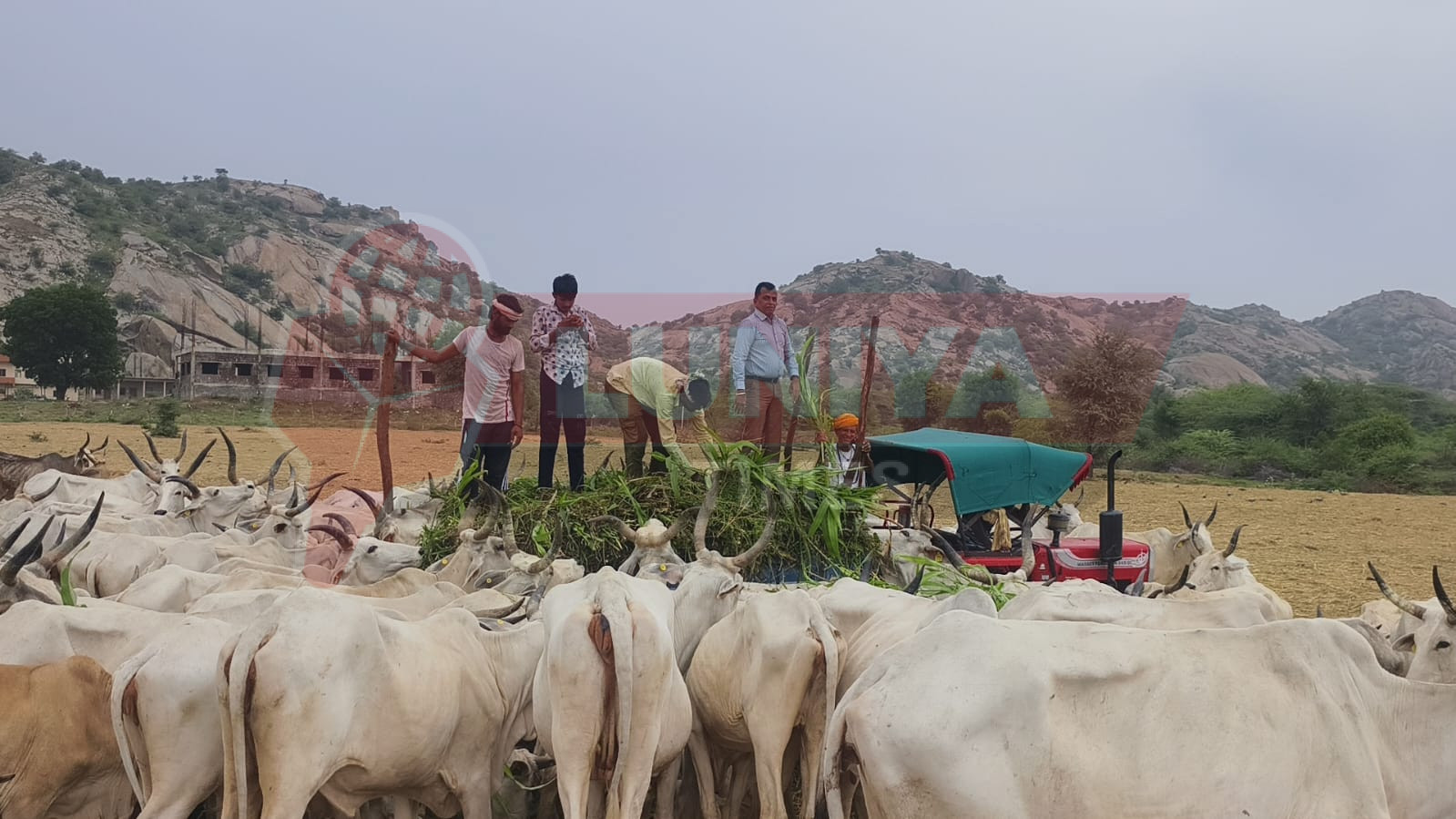 लोकतंत्र सेनानी काला दिवस की 50वीं वर्षगांठ पर गौ सेवा: हरा चारा खिलाकर दी अनोखी श्रद्धांजलि 1 IMG 20250626 WA0004