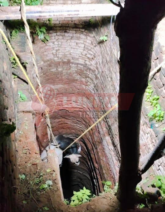 नाथजी की बावड़ी में गिरा बैल, 9 घंटे चले रेस्क्यू ऑपरेशन में सकुशल बाहर निकाला गया 1 IMG 20250729 WA0021