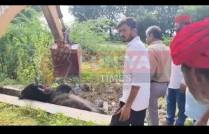 वरकाना ढाणी सरकारी स्कूल के पास नंदी सांड एक नाले में फंस गया 6 IMG 20250815 WA0124