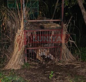 आखिरकार दहशत का पर्याय बना बाघ पकड़ा गया ग्रामीणों ने ली.राहत की सांस 2 IMG 20250828 WA0022