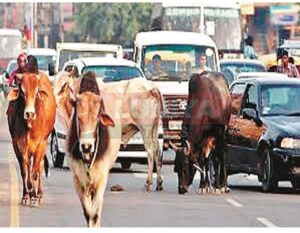 राजस्थान में आवारा जानवरों को बचाने वालों पर होगी FIR: हाईकोर्ट का सड़कों से कुत्ते हटाने का आदेश, डॉग शेल्टर होम- गोशालाओं की रिपोर्ट मांगी 5 WhatsApp Image 2025 08 12 at 15.55.46