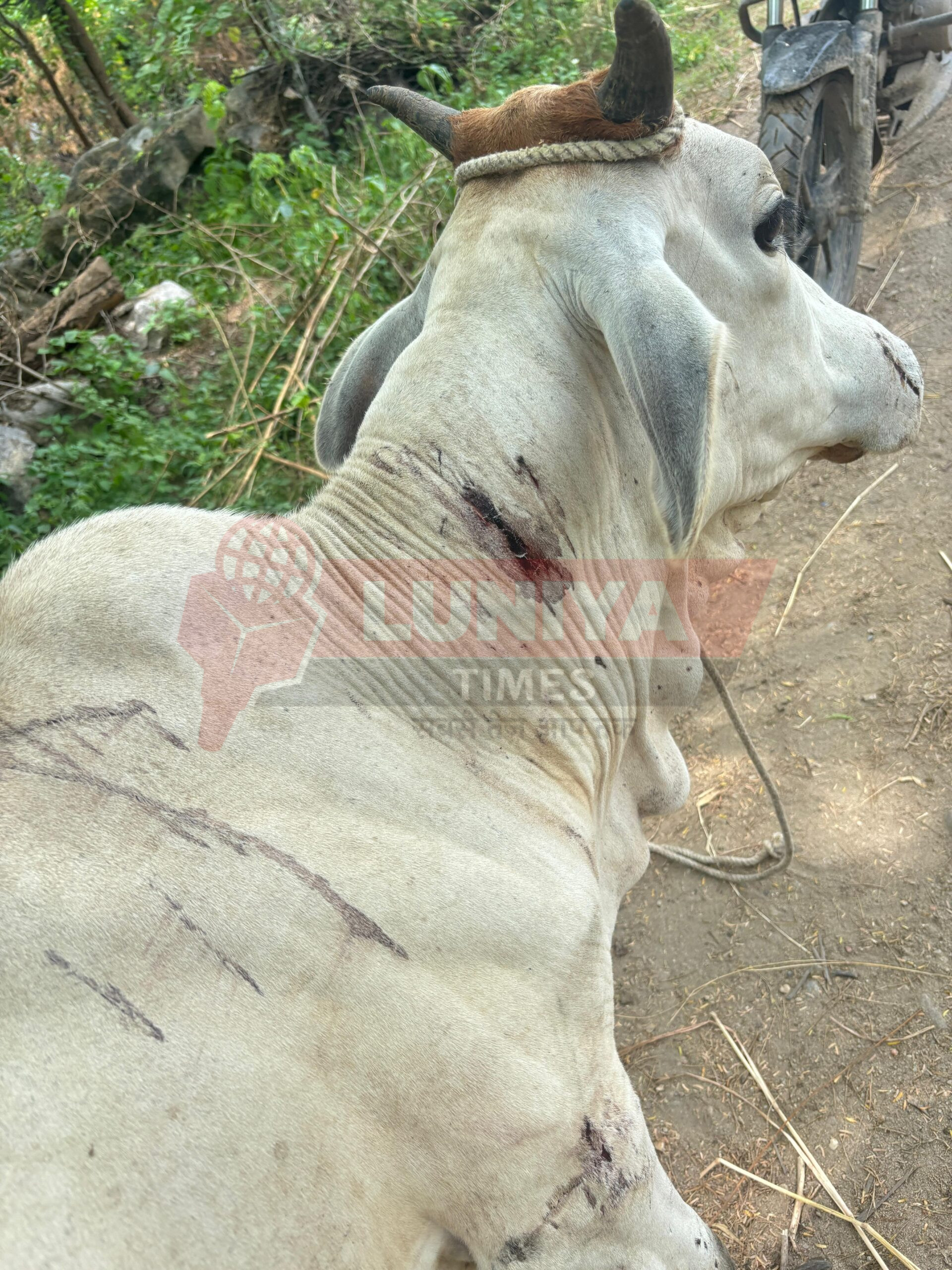 Rasmi Panther Attack : राशमी में पैंथर का आतंक, गाय पर हमला कर घायल की , वन विभाग को दी सुचना 1 WhatsApp Image 2025 08 13 at 12.42.00 scaled