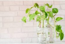 WhatsApp Image 2025 08 18 at 13.52.12