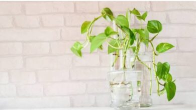 WhatsApp Image 2025 08 18 at 13.52.12