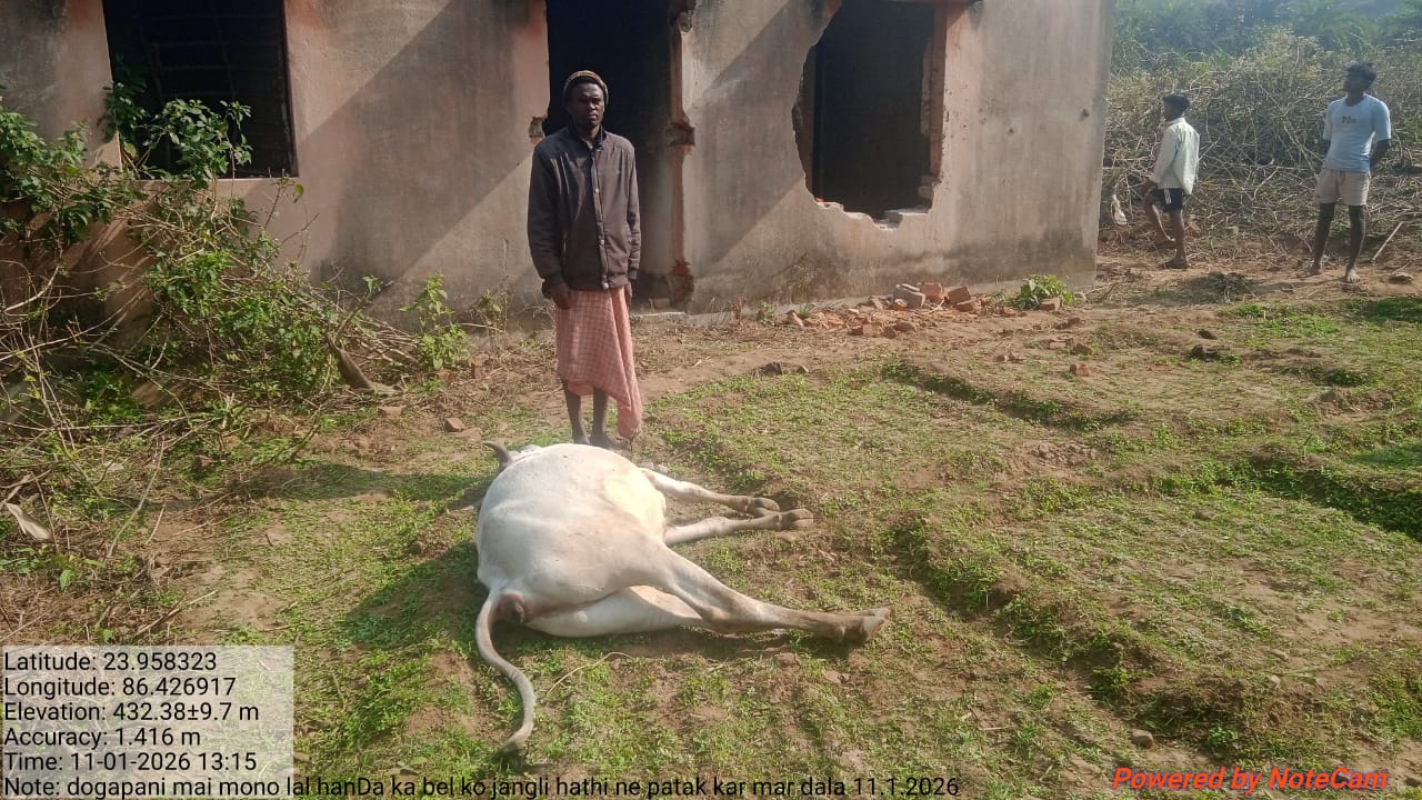 तिलैयबेडा गांव में हाथी का कहर: दो बैलों की मौत, वन विभाग की लापरवाही उजागर 1 WhatsApp Image 2026 01 11 at 9.38.23 PM