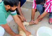 बेज़ुबान जानवरों के बचाव में जुटा एक युवा, एक महीने में 50 से अधिक रेस्क्यू 30 WhatsApp Image 2026 02 14 at 5.06.43 PM