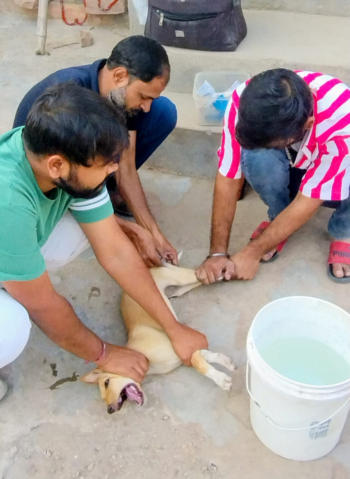 बेज़ुबान जानवरों के बचाव में जुटा एक युवा, एक महीने में 50 से अधिक रेस्क्यू 1 WhatsApp Image 2026 02 14 at 5.06.43 PM