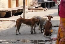 WhatsApp Image 2026 02 15 at 8.53.37 PM