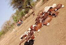 बाली विधायक