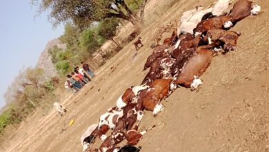 बाली विधायक