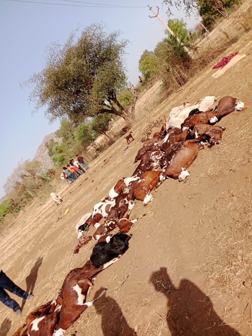 बाली विधायक