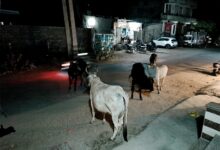 WhatsApp Image 2026 03 31 at 8.29.06 AM