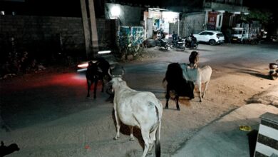 WhatsApp Image 2026 03 31 at 8.29.06 AM