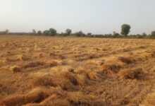 अभी बै मौसम बारिश से कालाऊना सहित आसपास के दर्जनों गांवो में रवी की फसल पूर्ण रूप से हुई खराब किसानो की मांग गिरदावरी सर्वे करवाकर मुआवजा दिलवाने की मांग 18 WhatsApp Image 2026 04 08 at 7.23.28 PM