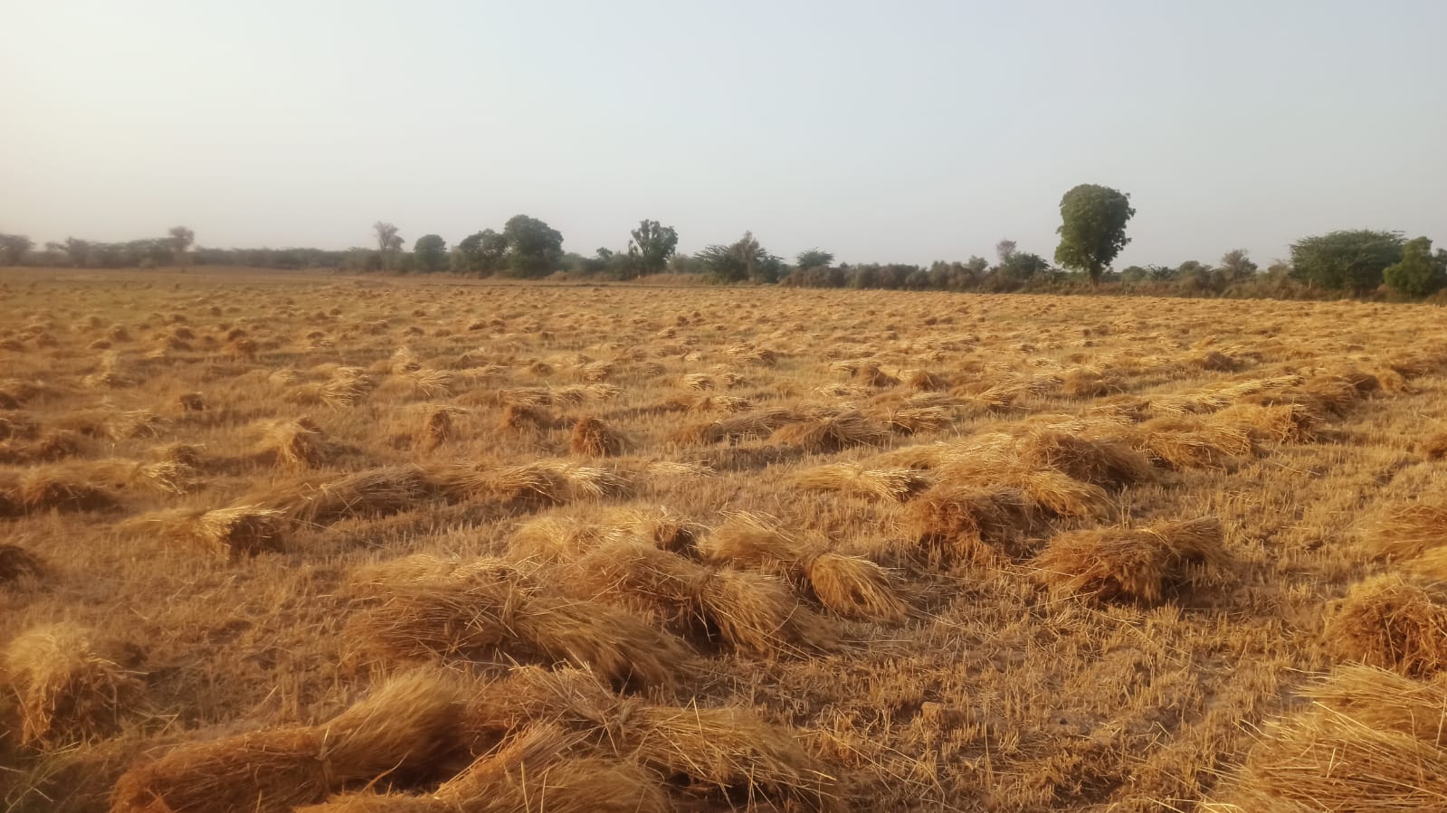 अभी बै मौसम बारिश से कालाऊना सहित आसपास के दर्जनों गांवो में रवी की फसल पूर्ण रूप से हुई खराब किसानो की मांग गिरदावरी सर्वे करवाकर मुआवजा दिलवाने की मांग 1 WhatsApp Image 2026 04 08 at 7.23.28 PM