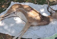 हिरण की मौत