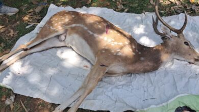 हिरण की मौत