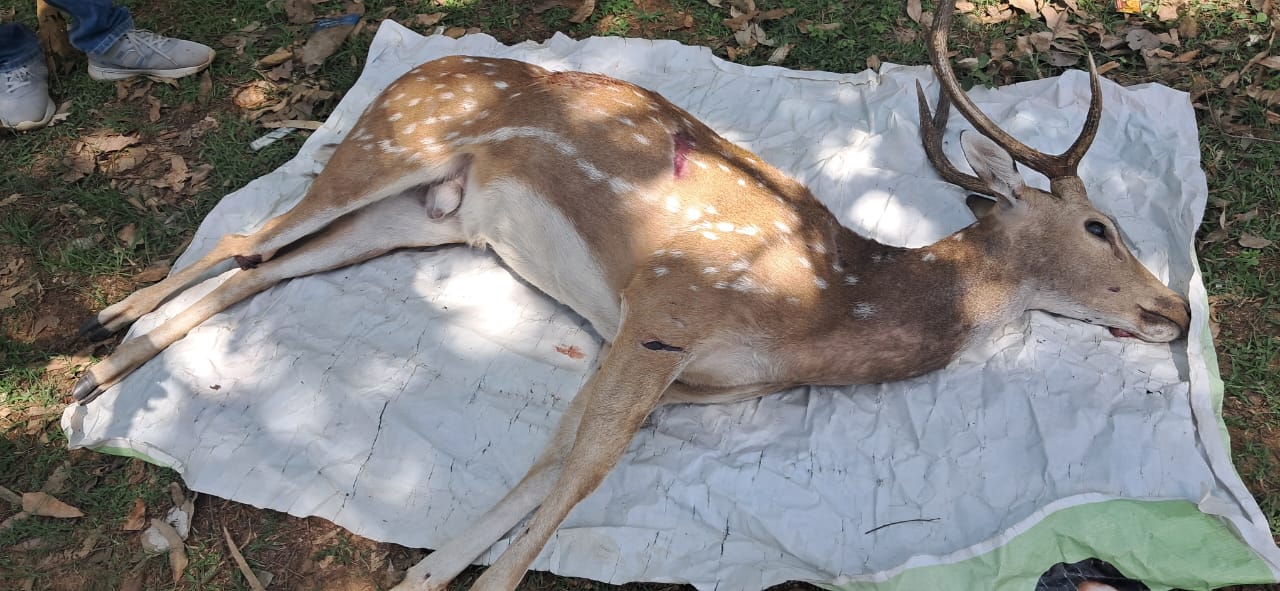 हिरण की मौत